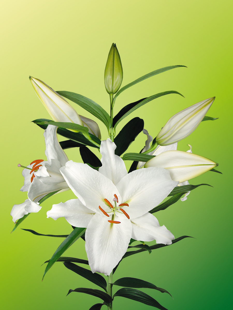 Crystal Blanca