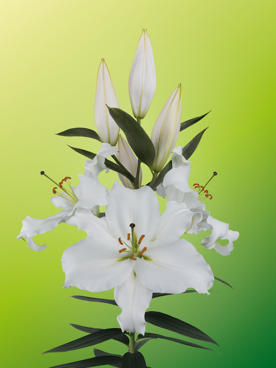 White Passion